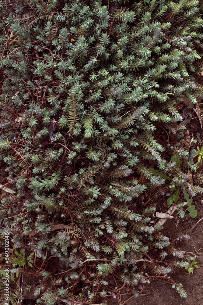 Plant sedum rupestre close up Plant sedum rupestre close up