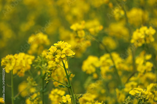 Yellow rape, rapeseed or canola field. Rapeseed field, Blooming canola flowers close up. Bright Yellow rapeseed oil. Flowering rapeseed.