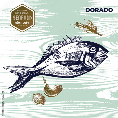 Hand drawn sketch seafood of dorado and garlic. Vector illustration. Vintage style
