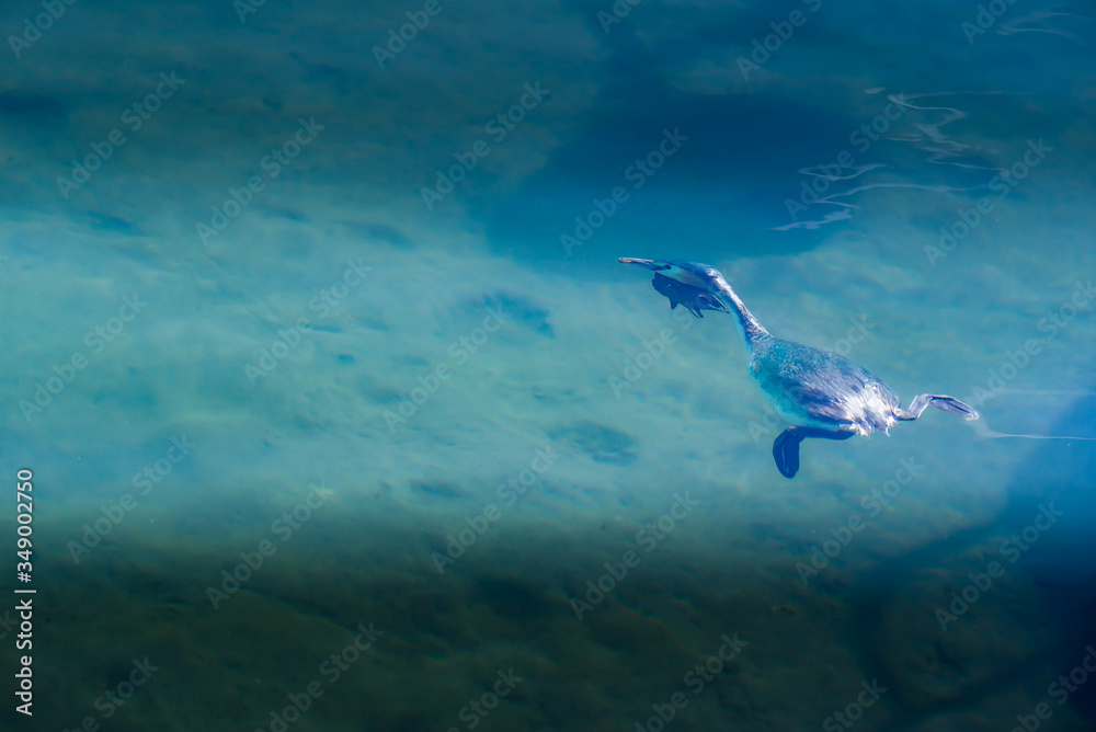 Fototapeta premium underwater scene with great crested grebe (Podiceps cristatus) in Lake Geneva, Vidy, Switzerland.