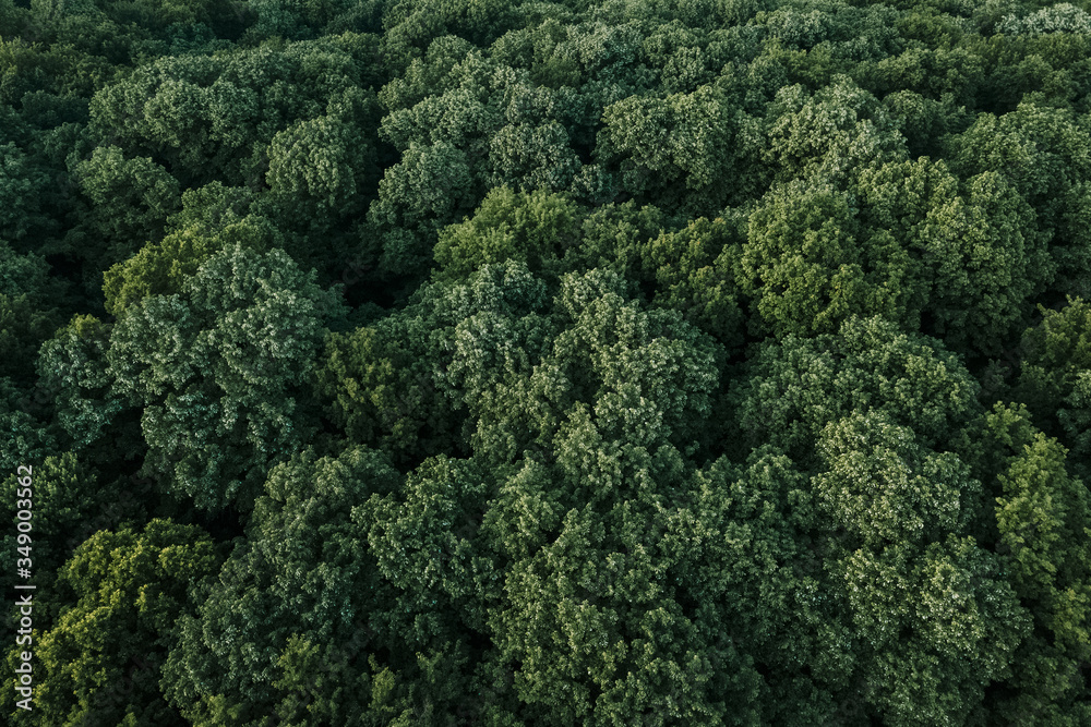 Aerial view of lush green forest in the mountains