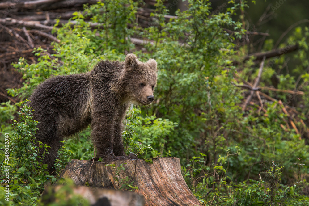 Fototapeta premium The young Broown Bear, Ursus arctos