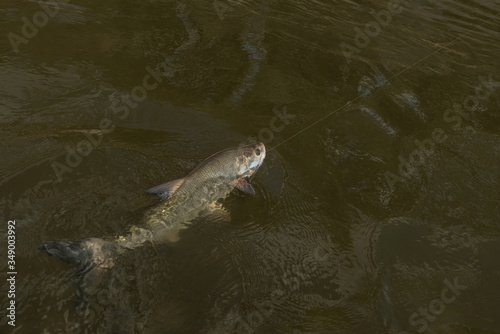 Fishing. Caught asp aspius fish in river water