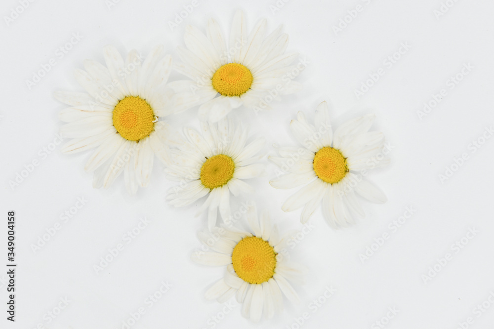 Obraz premium margherite petali fiori 