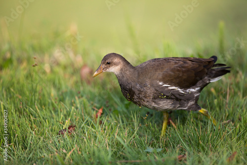 Young common moorhen, swamp chicken (Gallinula chloropus)