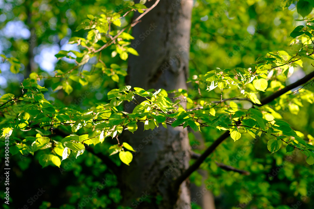 Fototapeta premium Tree with fresh green leaves in the spring forest.