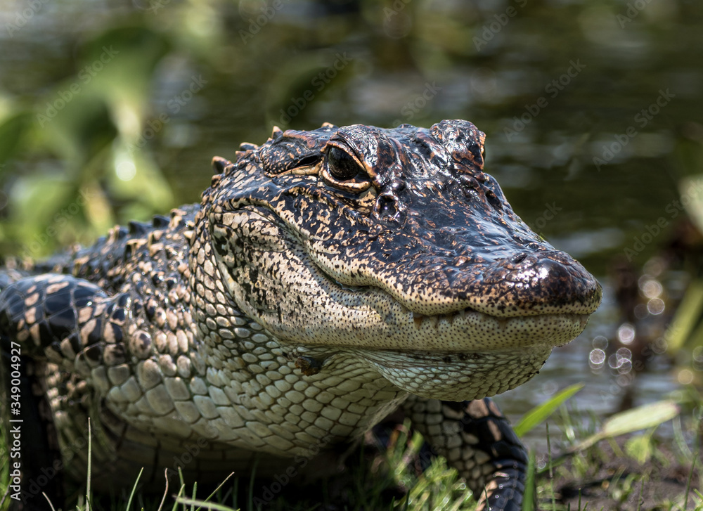 Fototapeta premium Alligator at the edge of the pond