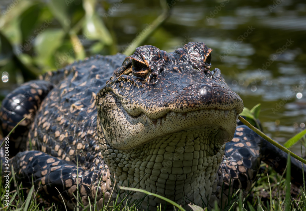 Fototapeta premium Alligator in Mandeville Louisiana
