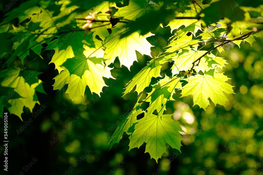 Fresh green foliage in spring in the forest closeup. Fresh green foliage in spring in the forest closeup.