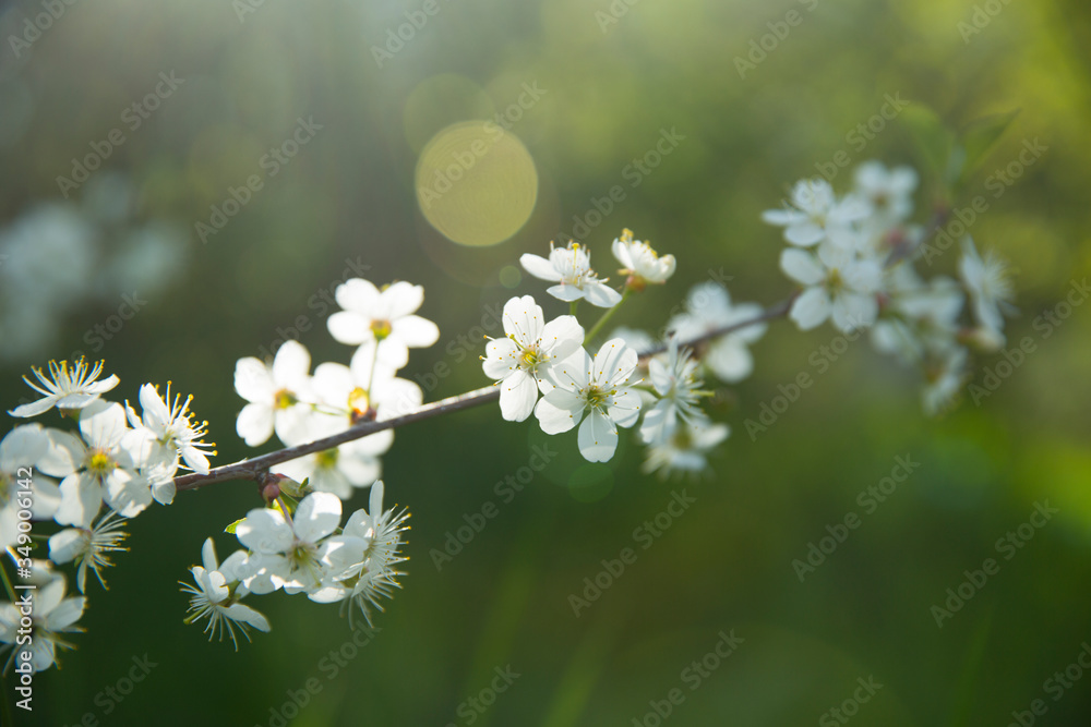 Blooming cherry in the spring. White flowers in the backlight. Blooming cherry in the spring. White flowers in the backlight.