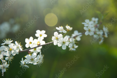 Blooming cherry in the spring. White flowers in the backlight.