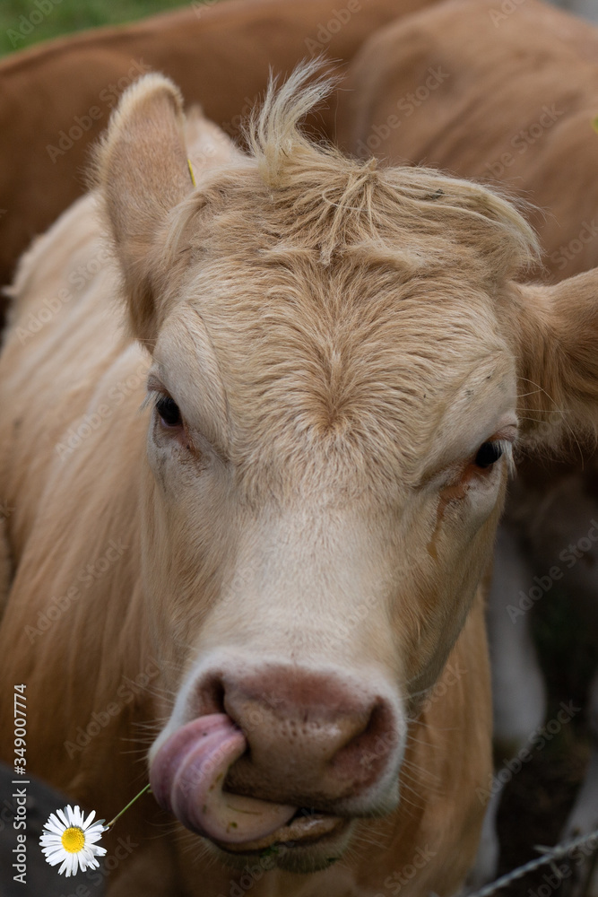 Broun cow chewing a flower with tongue, close up. Soft focus on Broun cow chewing a flower with tongue, close up. Soft focus on