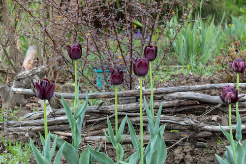A bright corner of the country garden with a bush of barberry in the background and beautiful black tulips.