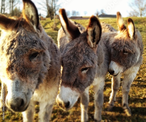 Billede på lærred Close-up Of Donkeys On Landscape