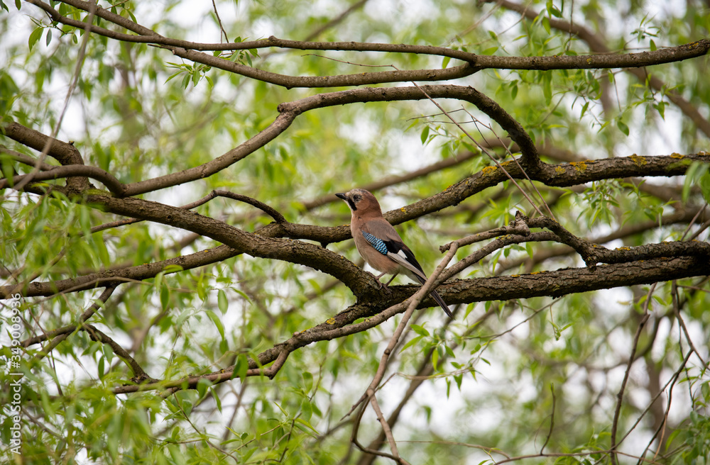 beautiful wild bird jay in the wild beautiful wild bird jay in the wild