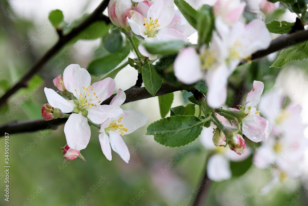 Apple blossom in spring garden, selective focus. White and pink flowers on a branch