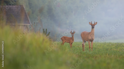 Fototapeta Naklejka Na Ścianę i Meble -  Roe deer buck and white-tailed deer stag standing on field with green grass in summer nature. Differently sized species of mammals in countryside near farm.