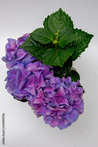 Purple pink hydrangea flowers bouquet