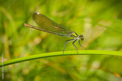 Close-up of a dragonfly resting on a leaf