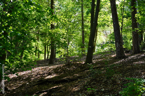 Waldlandschaft mit Licht und Schatten (Berlin)