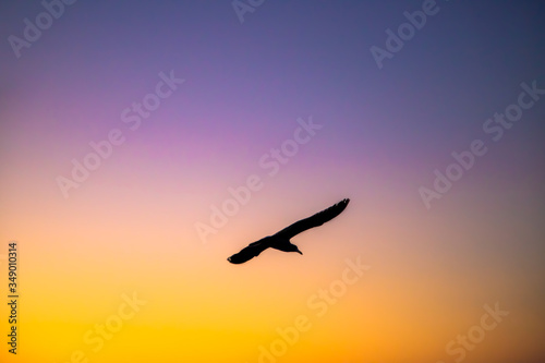 bird in the sunset
