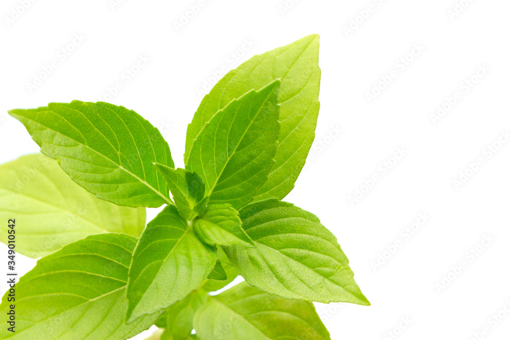Green fresh basil leaf. Green fresh basil leaf.