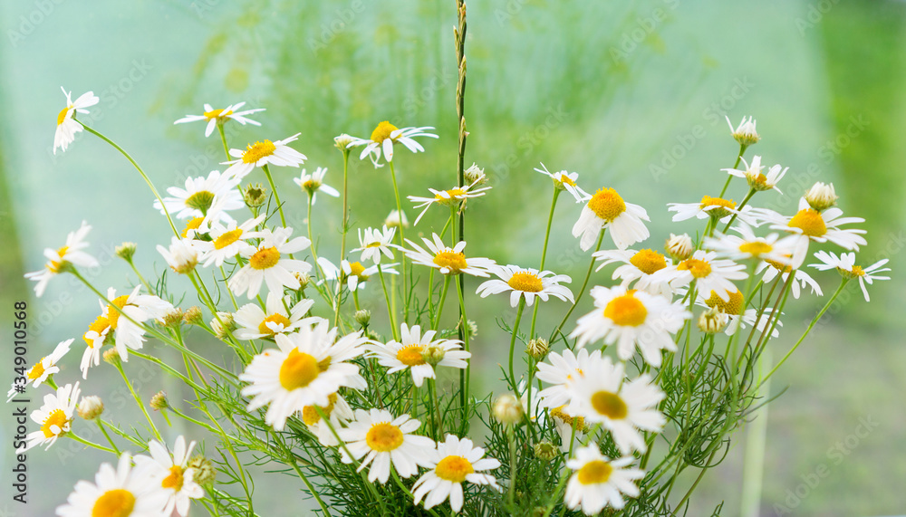 Fototapeta premium Bouquet of daisy or camomile.