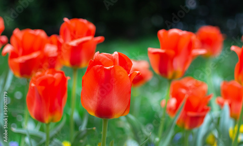 Red tulip flowers field closeup. Flower background.