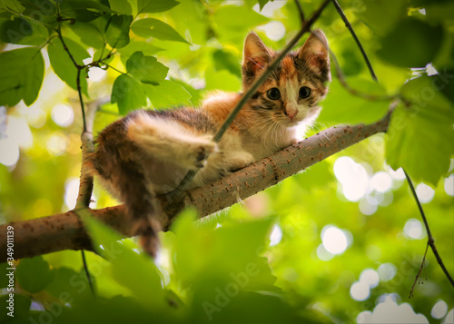 a small white kitten sits on a branch of a tree with green leaves in summer