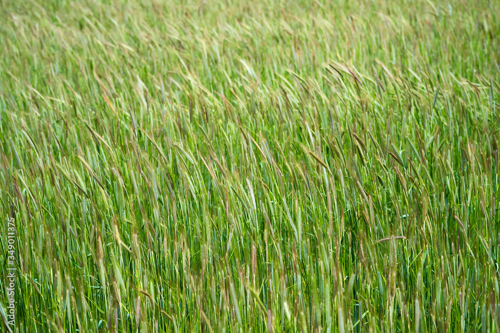 Grainfield Grainfield