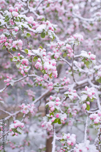 Fototapeta Naklejka Na Ścianę i Meble -  Beautiful spring apple blossoms covered with snow. Bloom tree flowers covered in snow. Spring frost over may blooming tree blossoms. Tree spring flowers. Apple blossom in snow