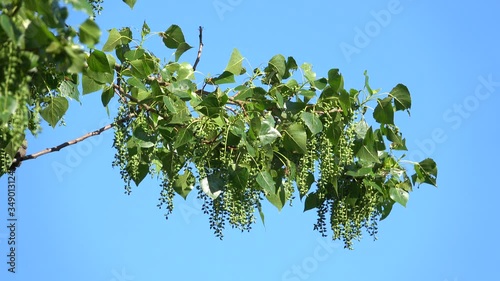 Branches with poplar leaves sway in the wind in spring