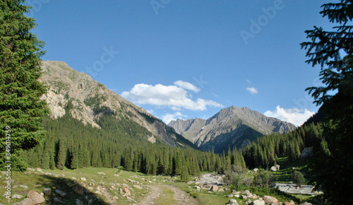 beautiful summer mountain landscape with road and Christmas trees blue sky landscape