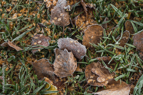 frozen leaves on the grass