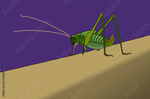 Grasshopper