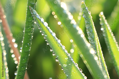 Abstract natural background in the garden with soft focus, bokeh and rain. Banner for the screen, a beautiful greeting card or invitation, the revival of a new life, blades of grass with drops 
