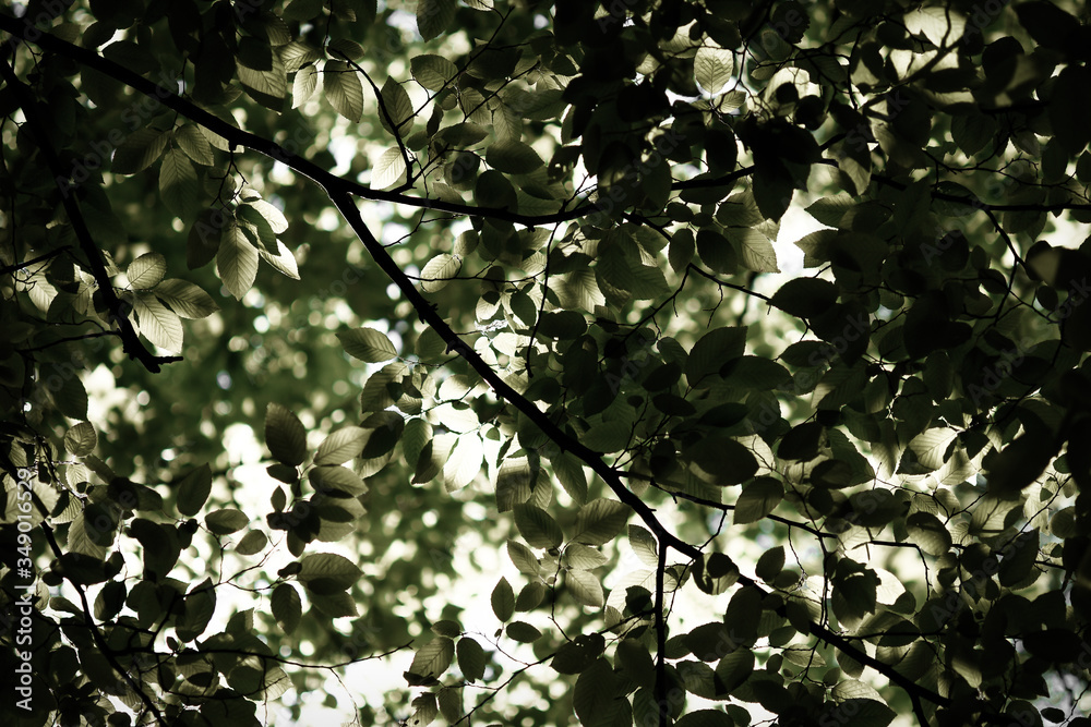 Fototapeta premium Spring in the garden