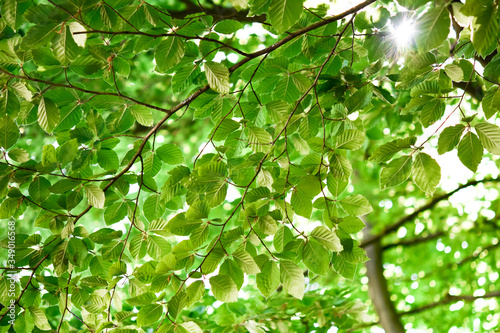 green leaves background © medwedja