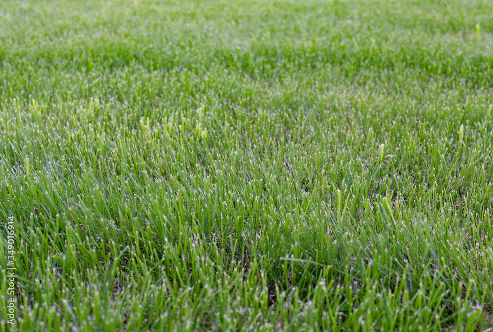 Fields of wheat at the end of summer fully ripe Fields of wheat at the end of summer fully ripe