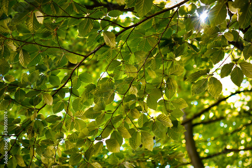 Springtime beech trees. Green spring beech leaves.