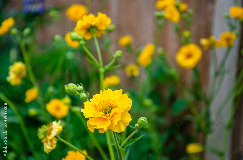 Geum 'Lady Stratheden' with yellow flowers in a residential garden.