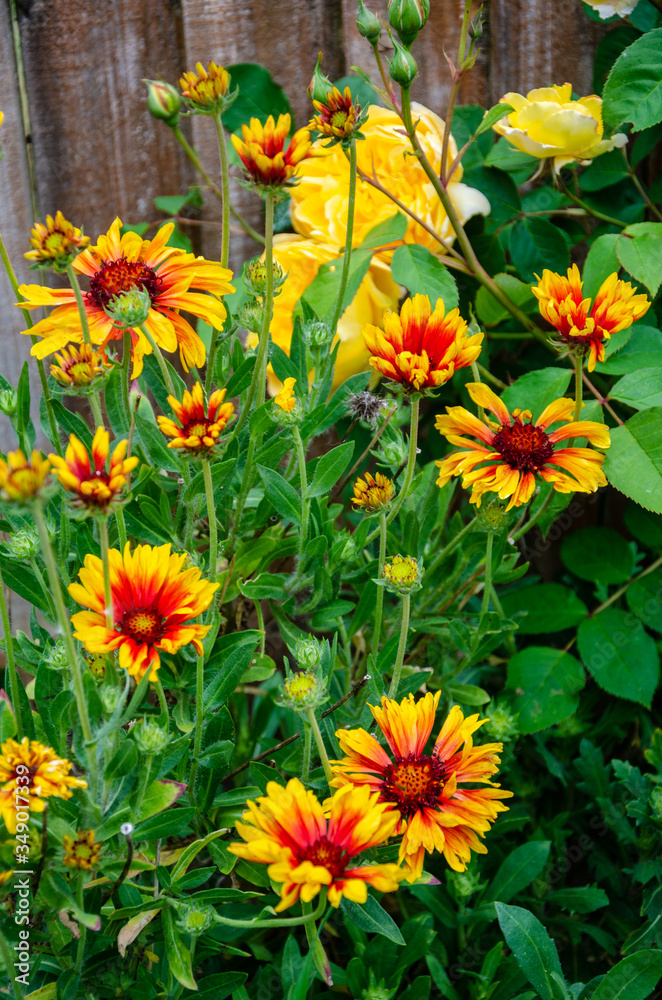 Guillardia flowers in a residential garden. Guillardia flowers in a residential garden.