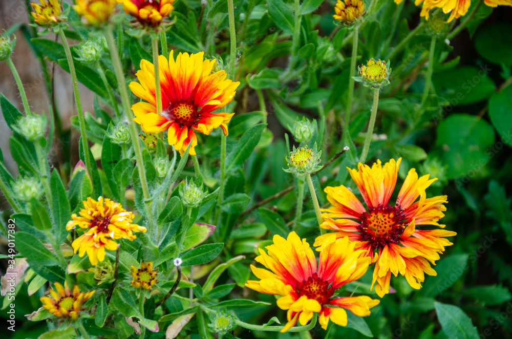 Guillardia flowers in a residential garden. Guillardia flowers in a residential garden.