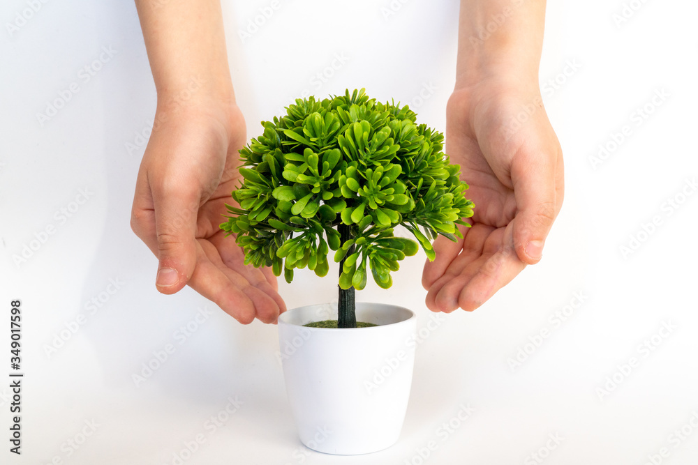Child's hands protect plant. picture of couple hands with green sprout and ground.