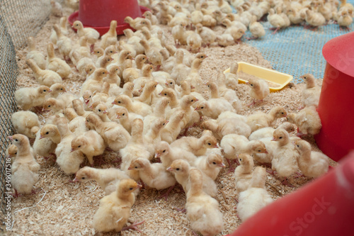 production processes at the poultry farm where adult turkeys are raised from chickens, as well as the process of transporting and unloading chickens. photo