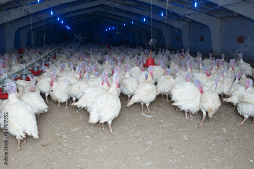 production processes at the poultry farm where adult turkeys are raised from chickens, as well as the process of transporting and unloading chickens. photo