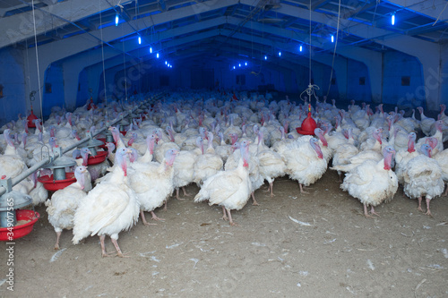 production processes at the poultry farm where adult turkeys are raised from chickens, as well as the process of transporting and unloading chickens.