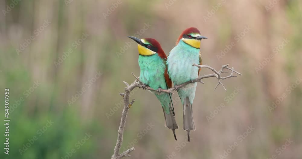 European bee-eater, merops apiaster, landing on a twig next to its partner in mating season. Courting behavior of colorful birds in summer nature. Two wild animal close to each other.