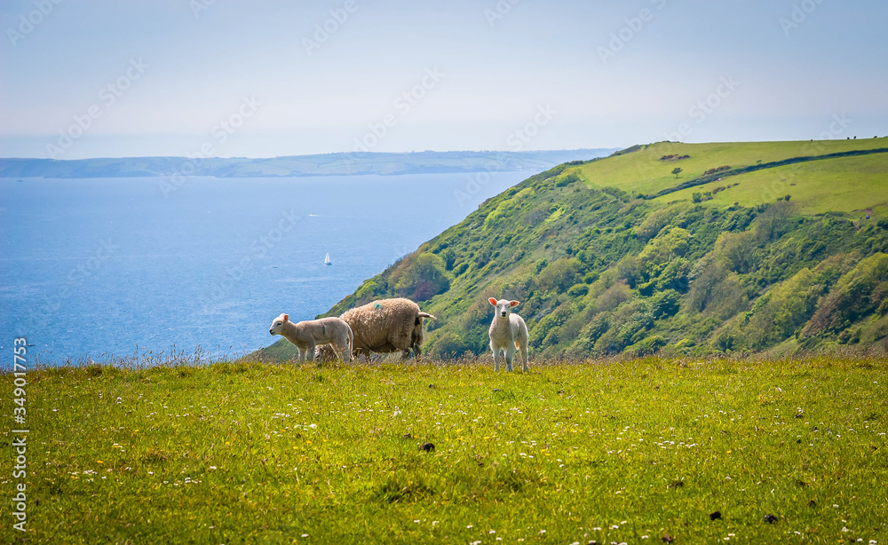 Sheep at the pasture at the coast of Cornwall, UK