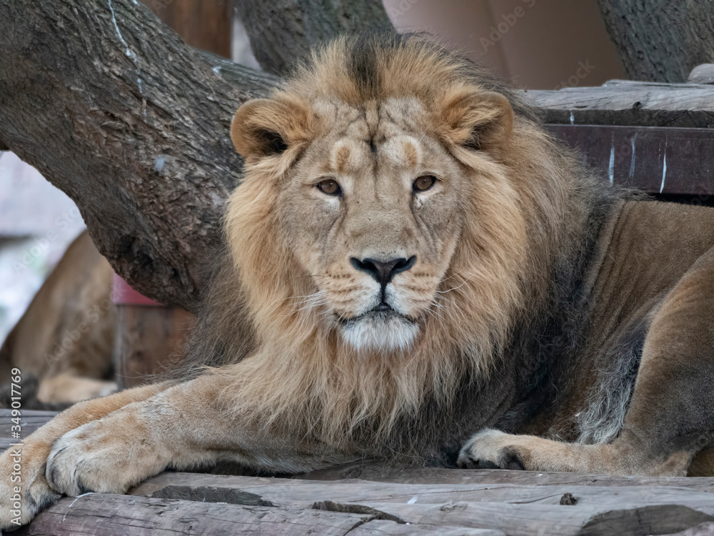 Obraz premium Portrait lion basking in the warm sun after dinner